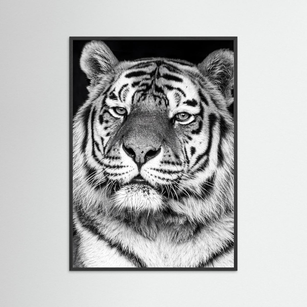 Tiger portrait