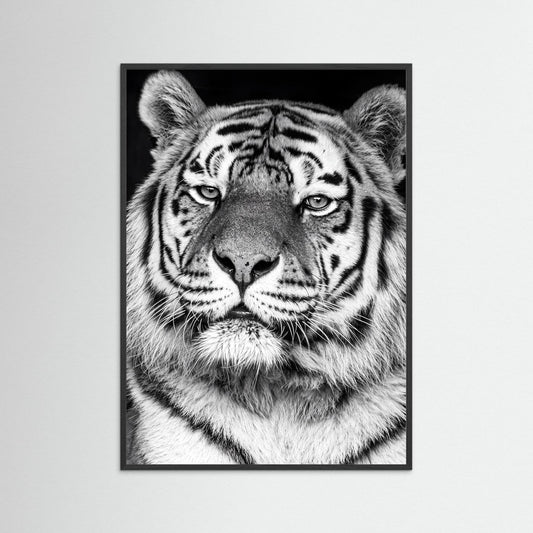 Tiger portrait