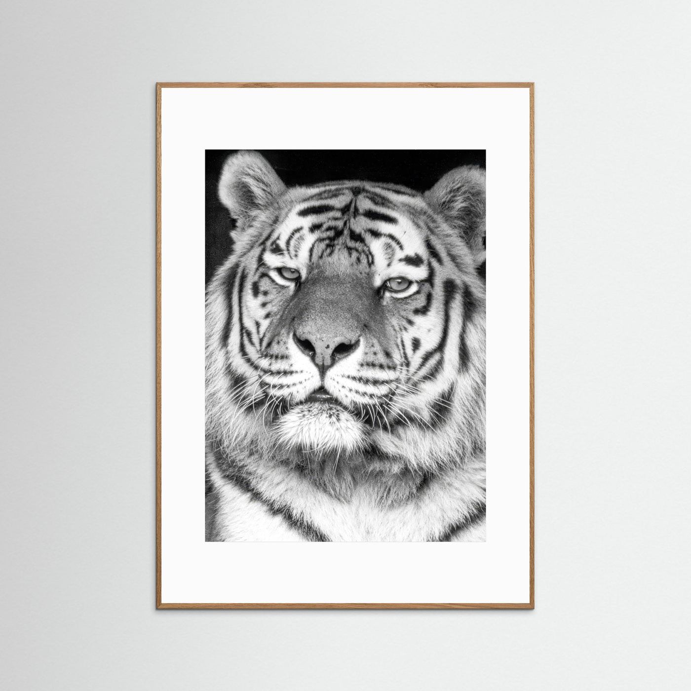 Tiger portrait