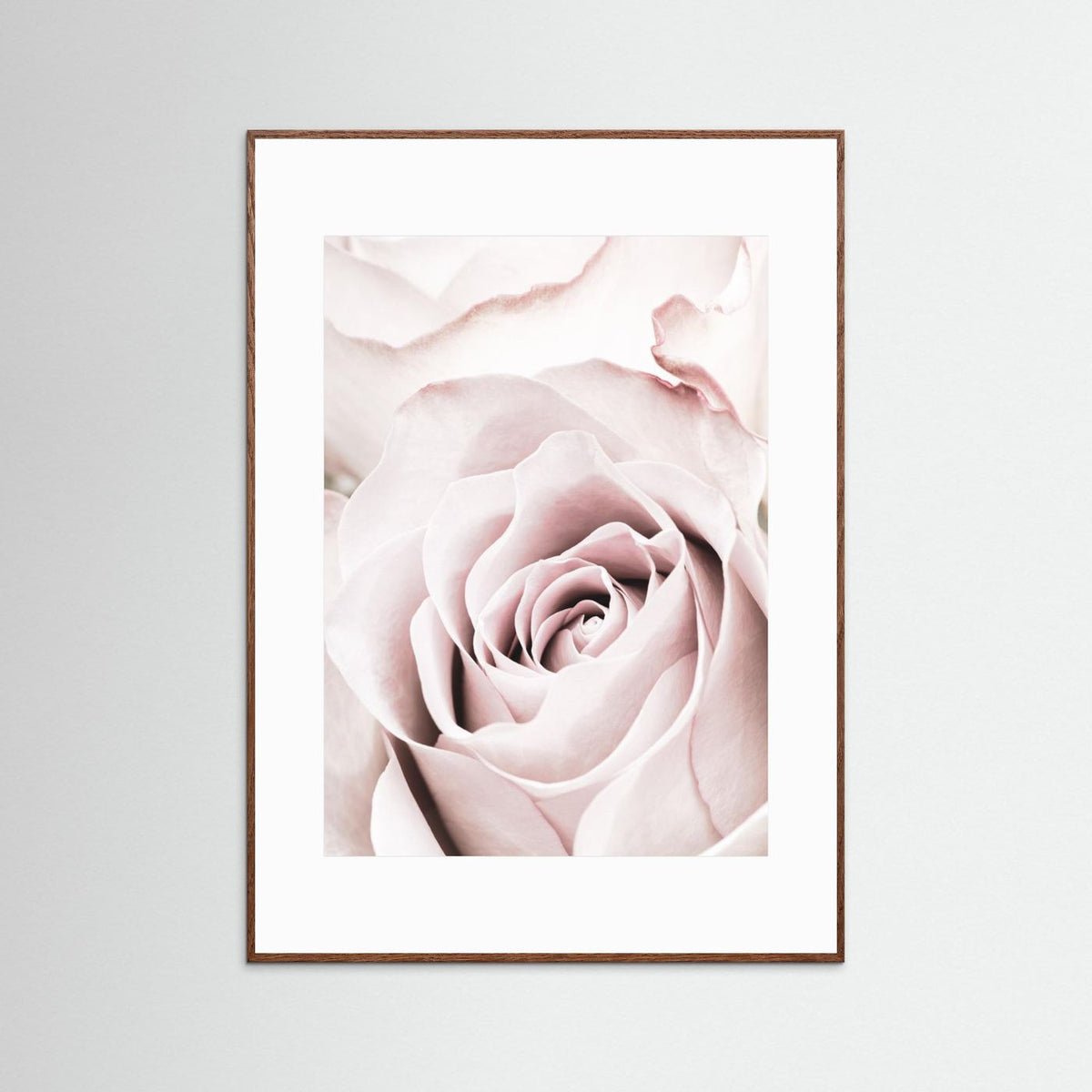 Pink Rose
