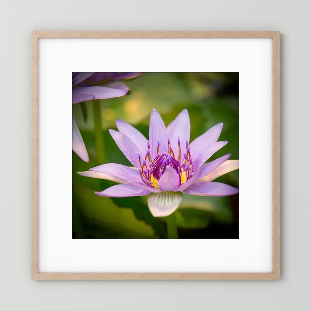 Purple Water Lily