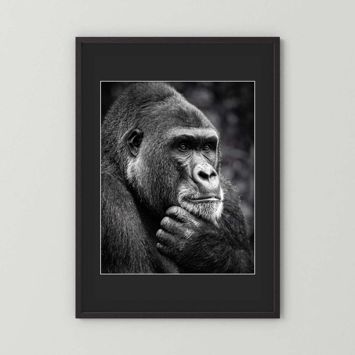 Gorilla
