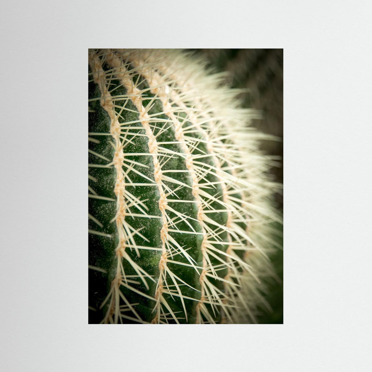 Cactus