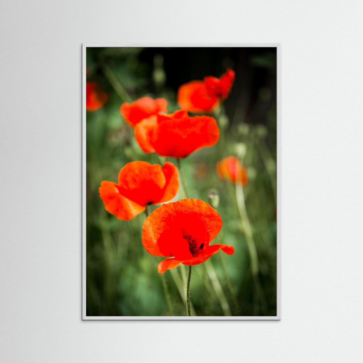 Poppy