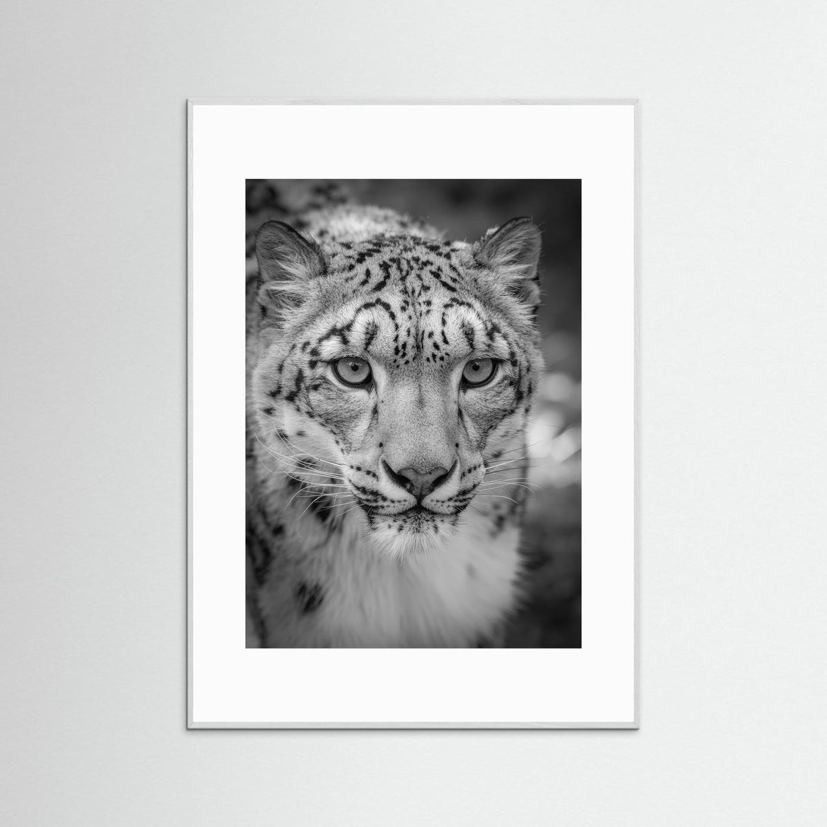Leopard in Snow