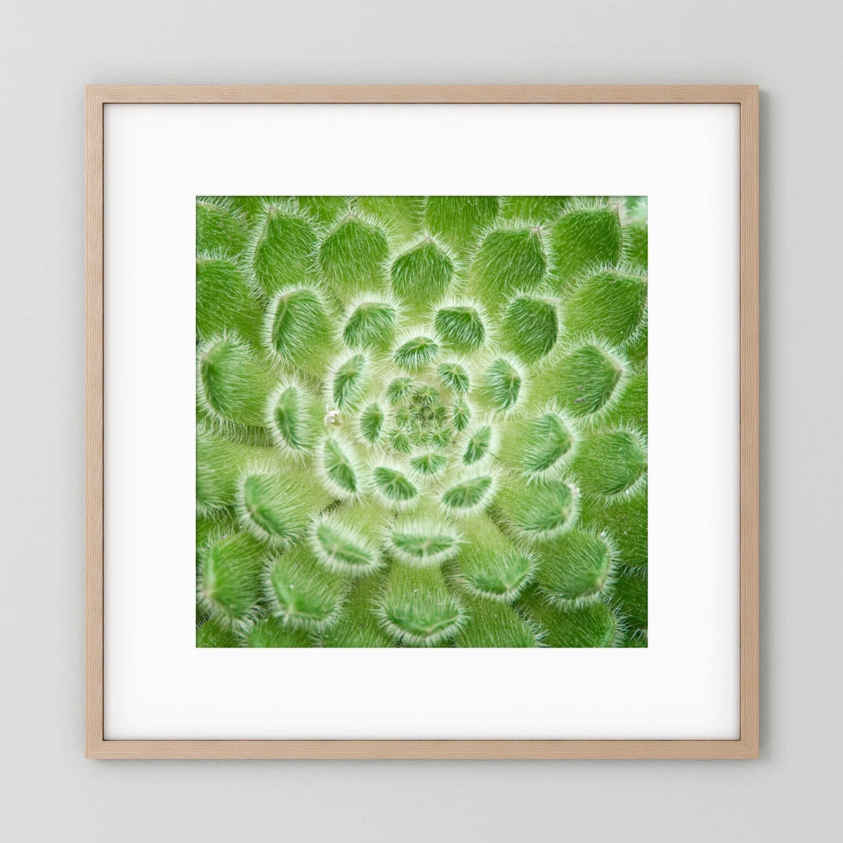 Square Cactus