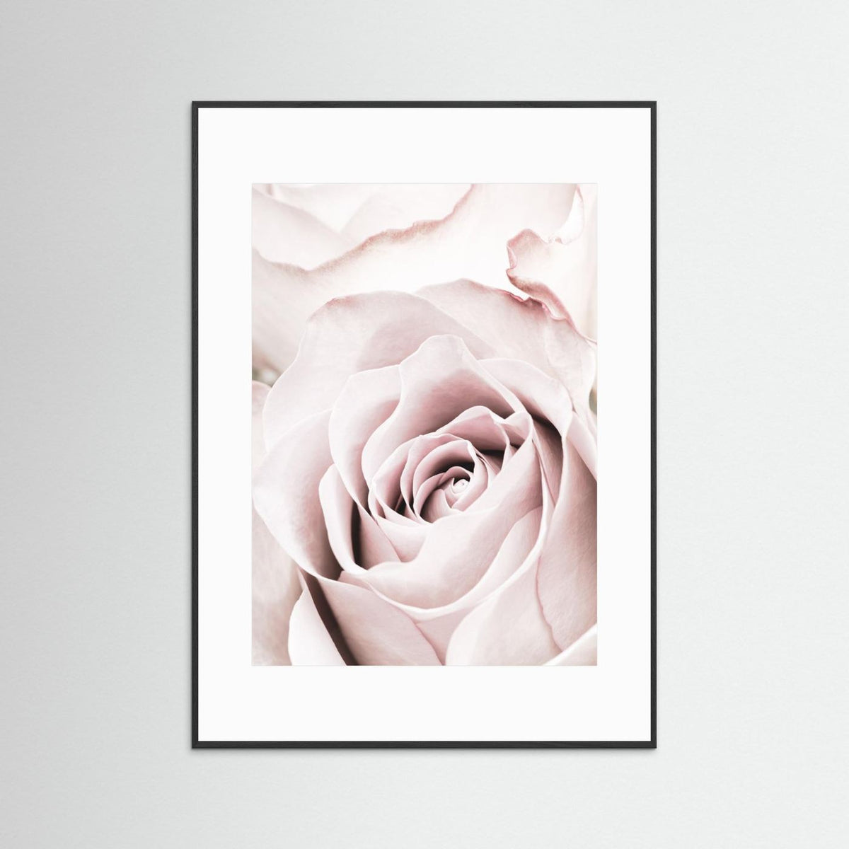 Pink Rose 