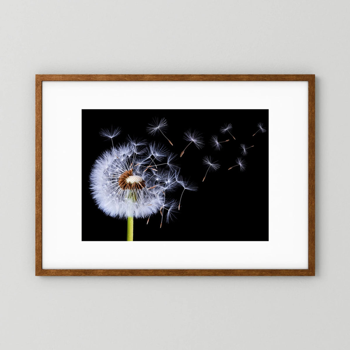 Dandelion Blowing 