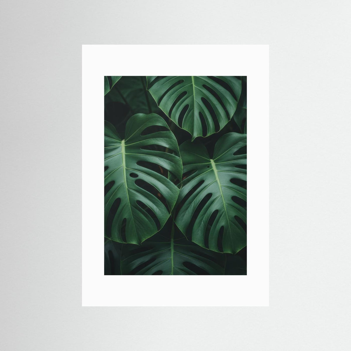 Monstera Deliciosa