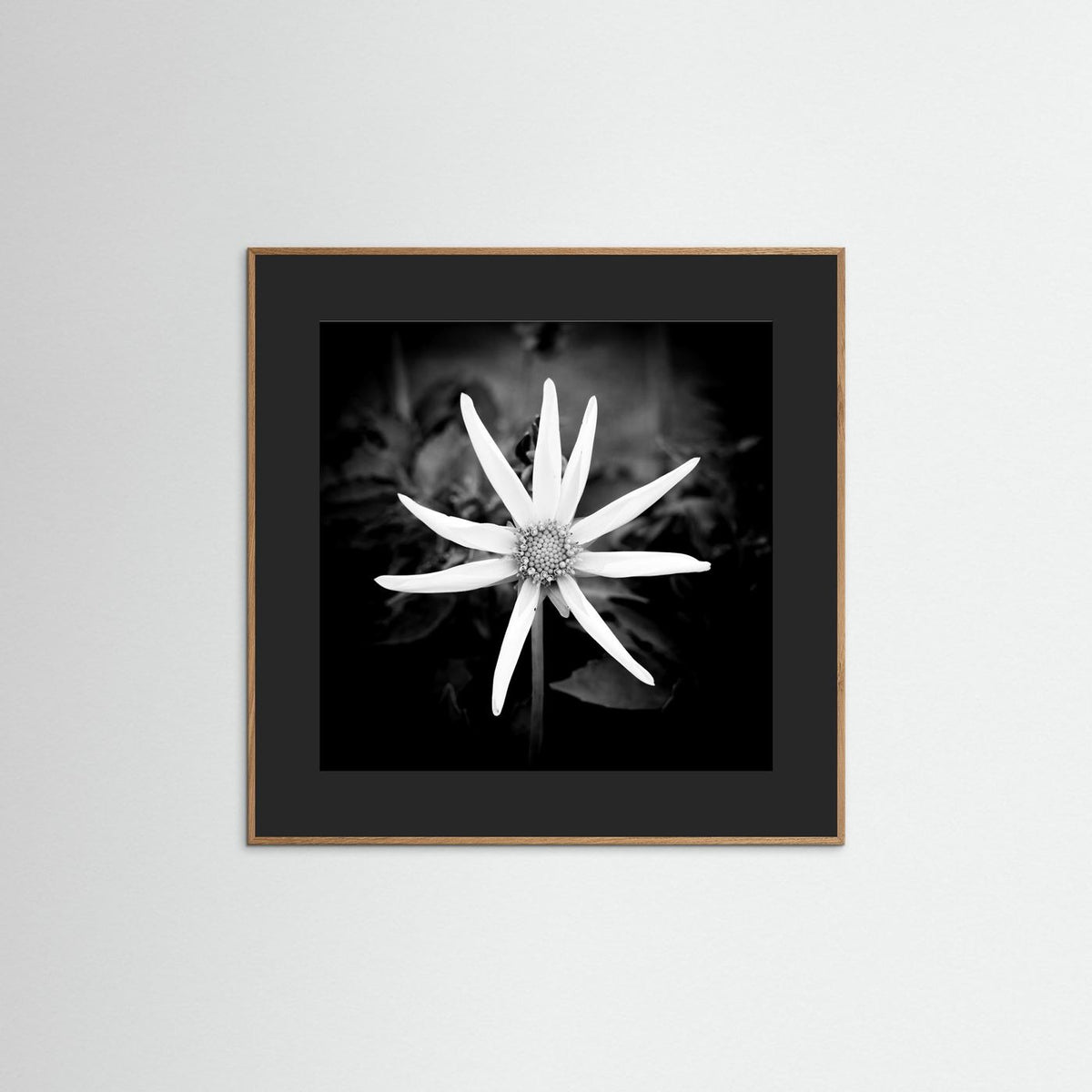 Star Flower