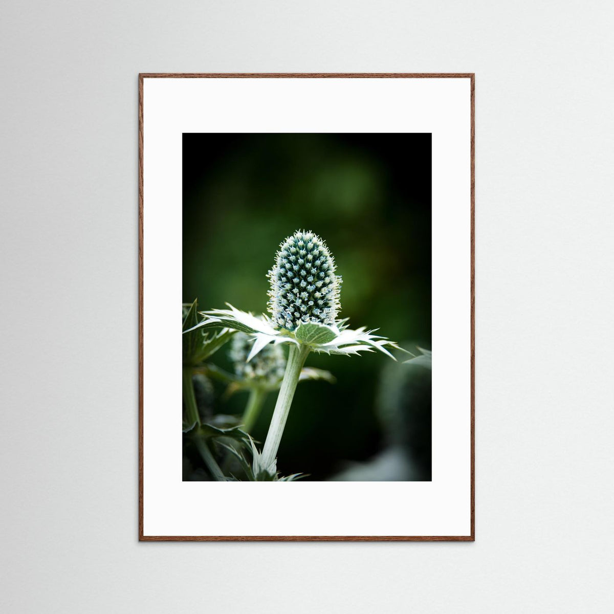 Thistle