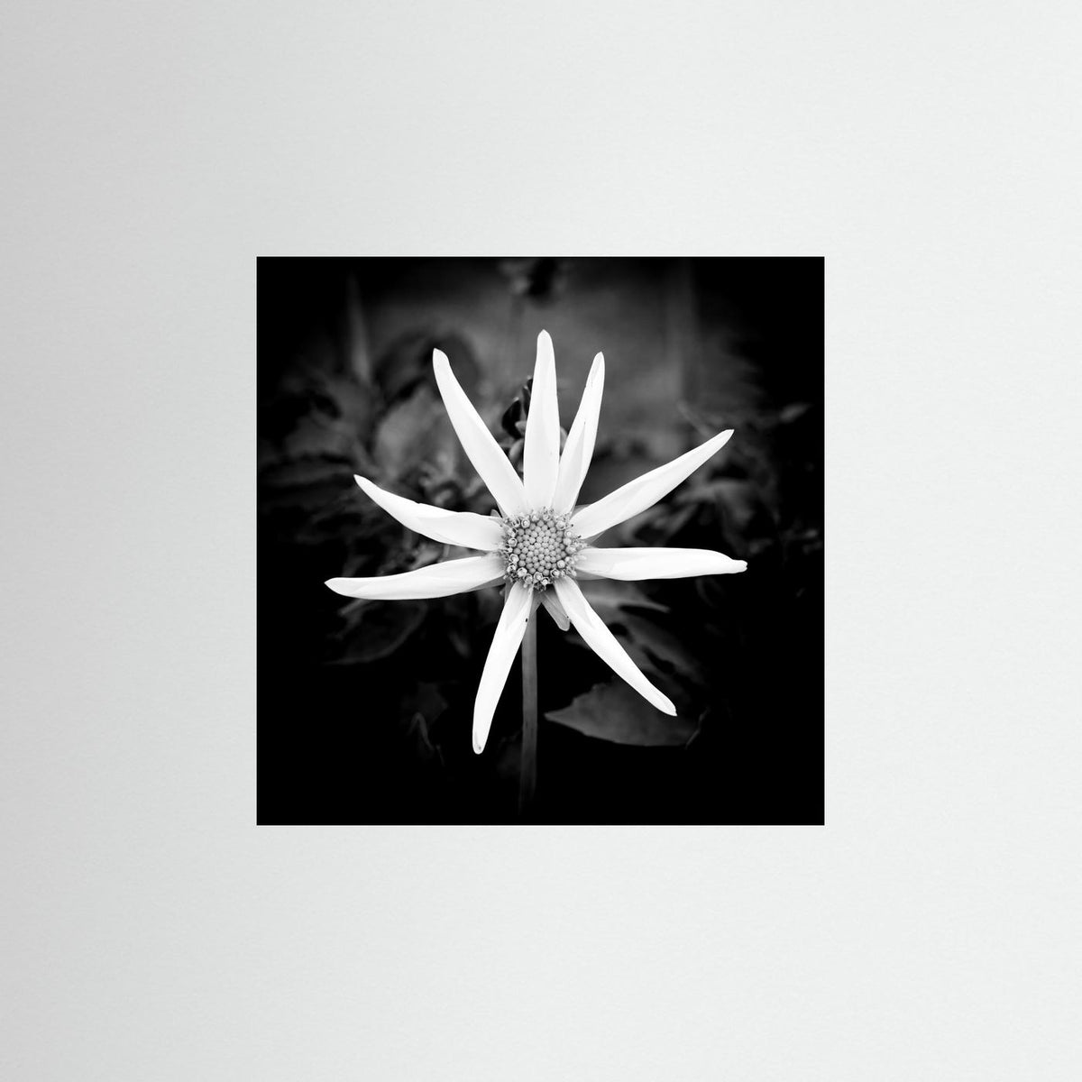Star Flower