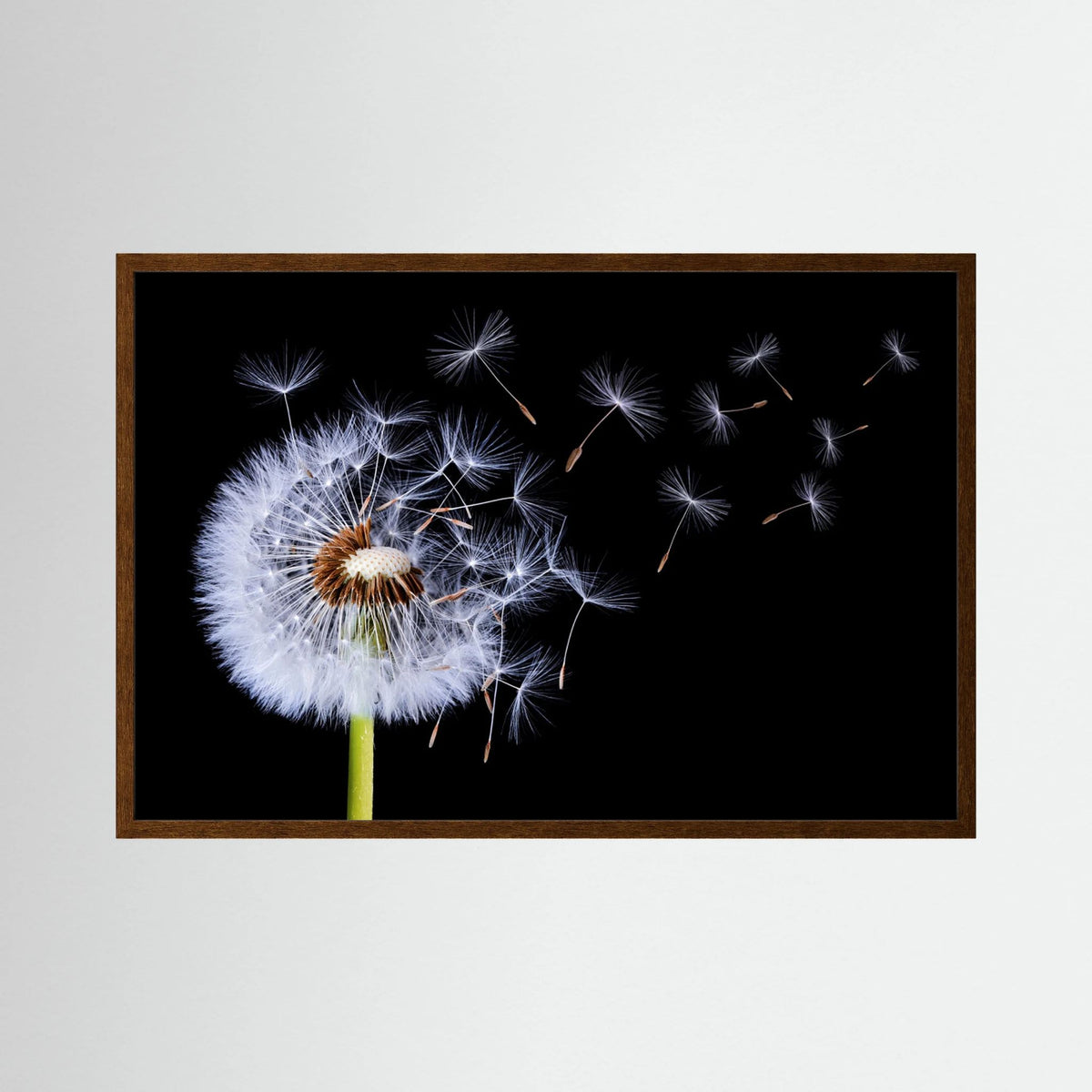 Dandelion Blowing 