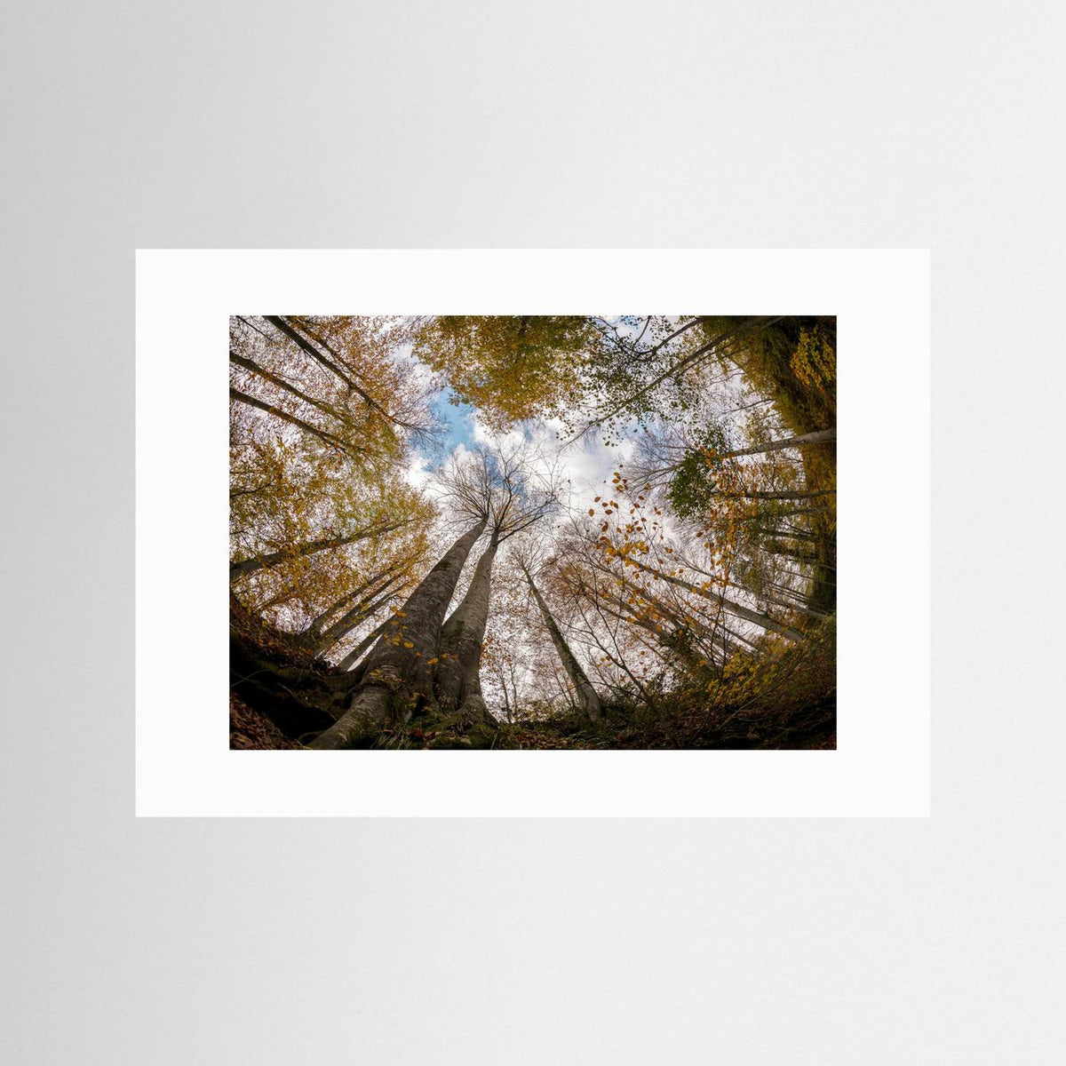 Golden Forest Sky View 