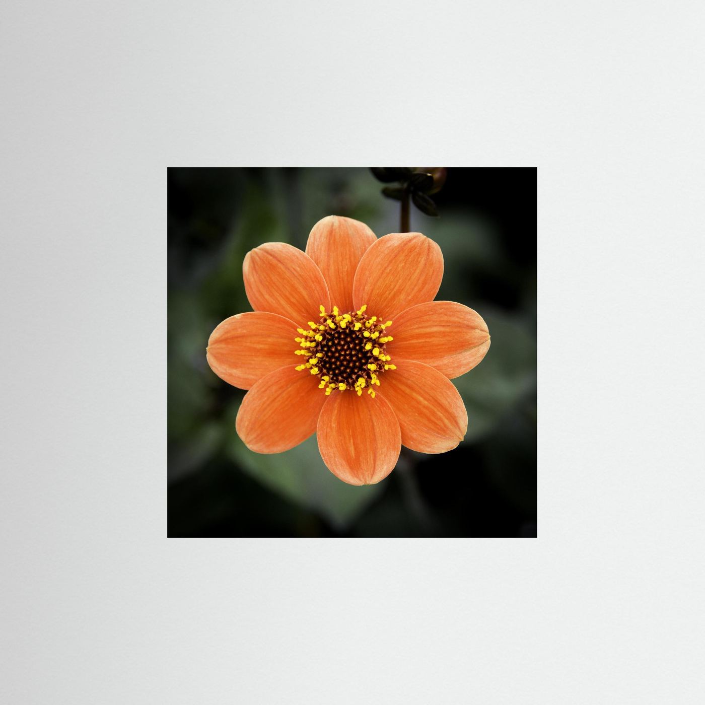 Square flower