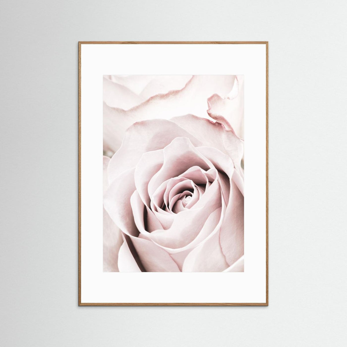 Pink Rose