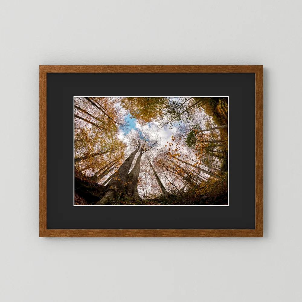Golden Forest Sky View 