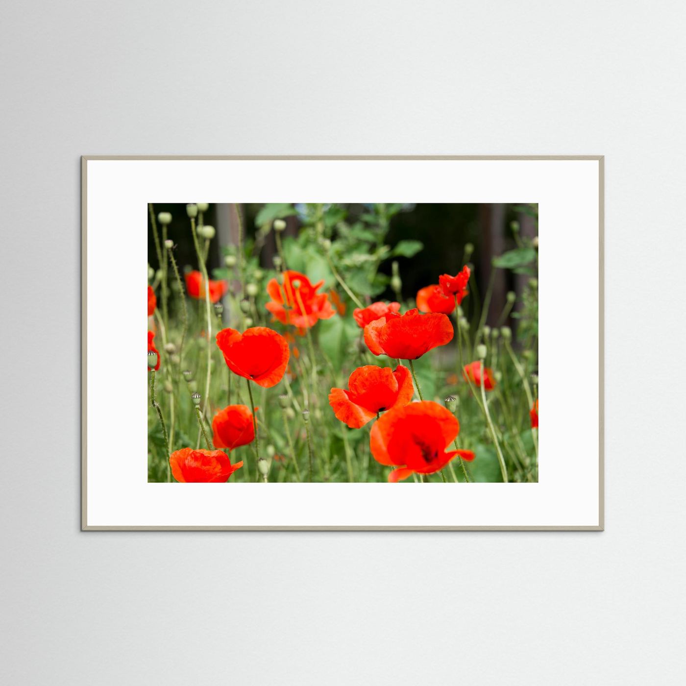 Poppy 