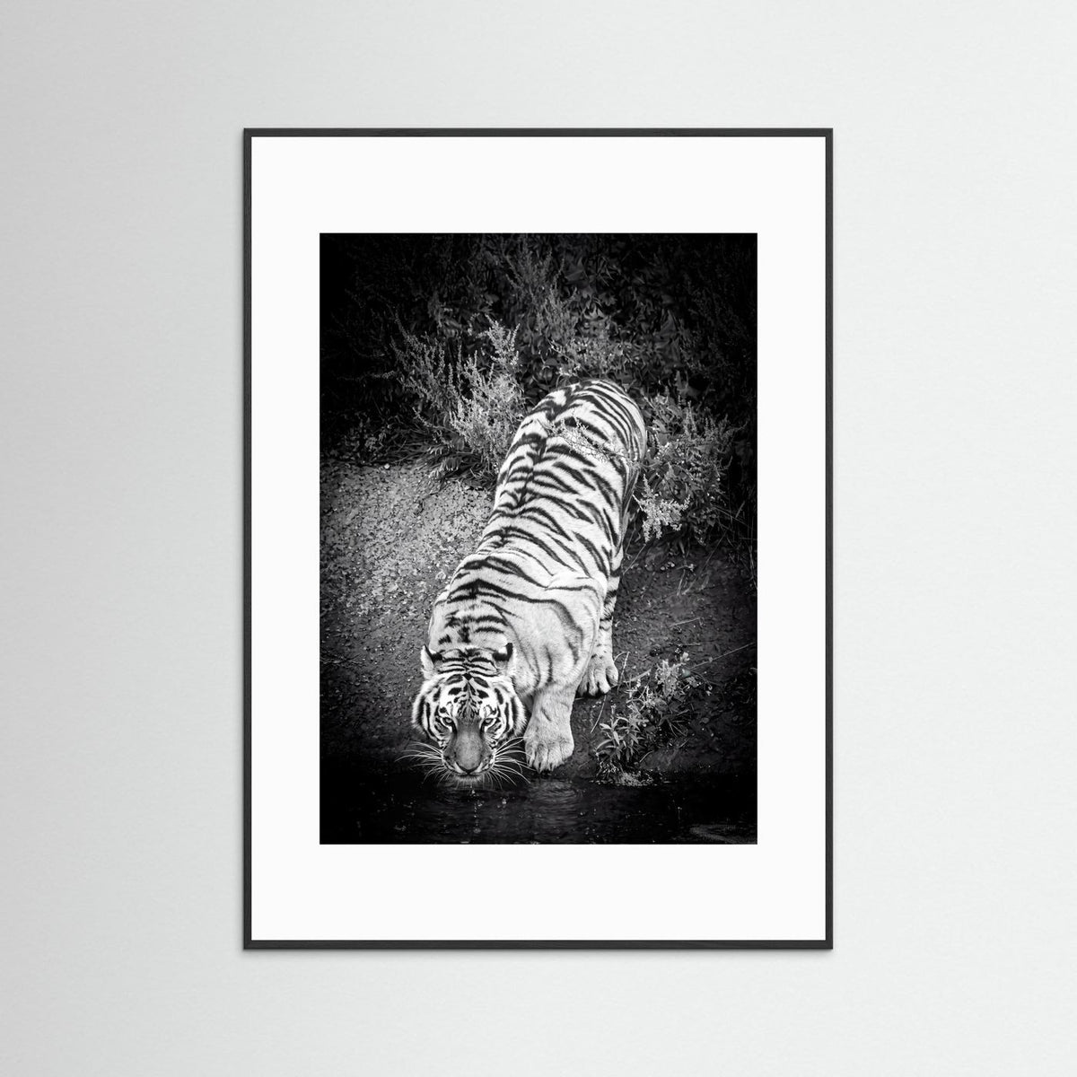 Tiger drinking water