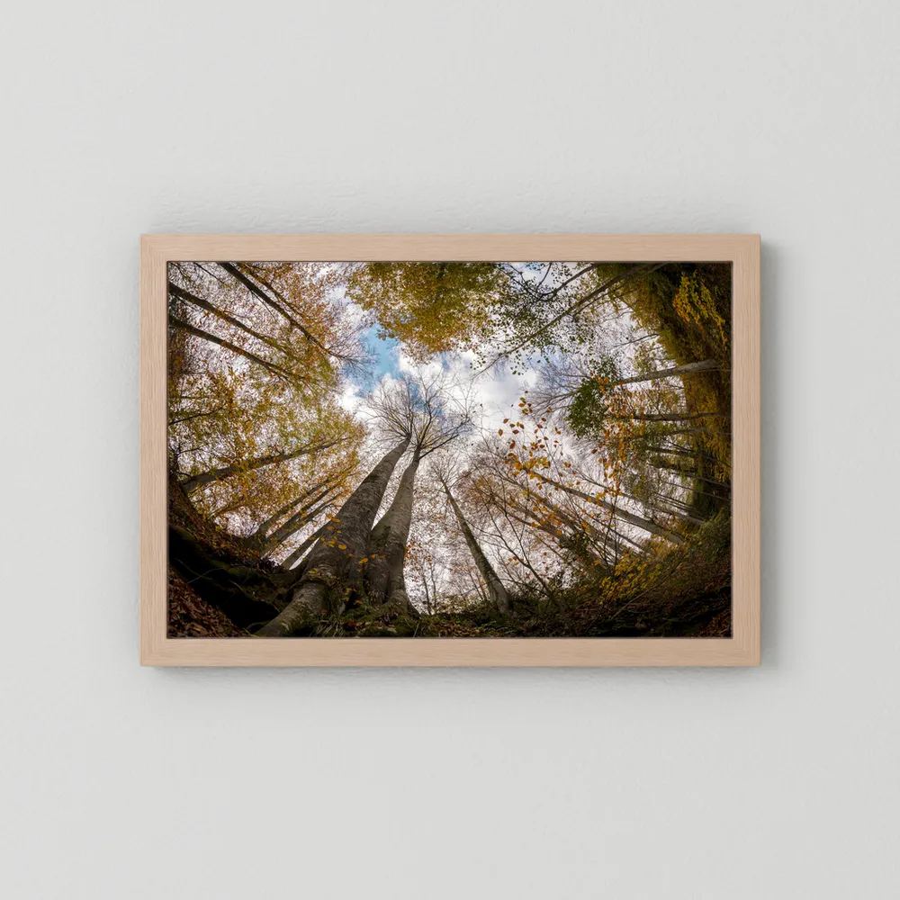 Golden Forest Sky View 