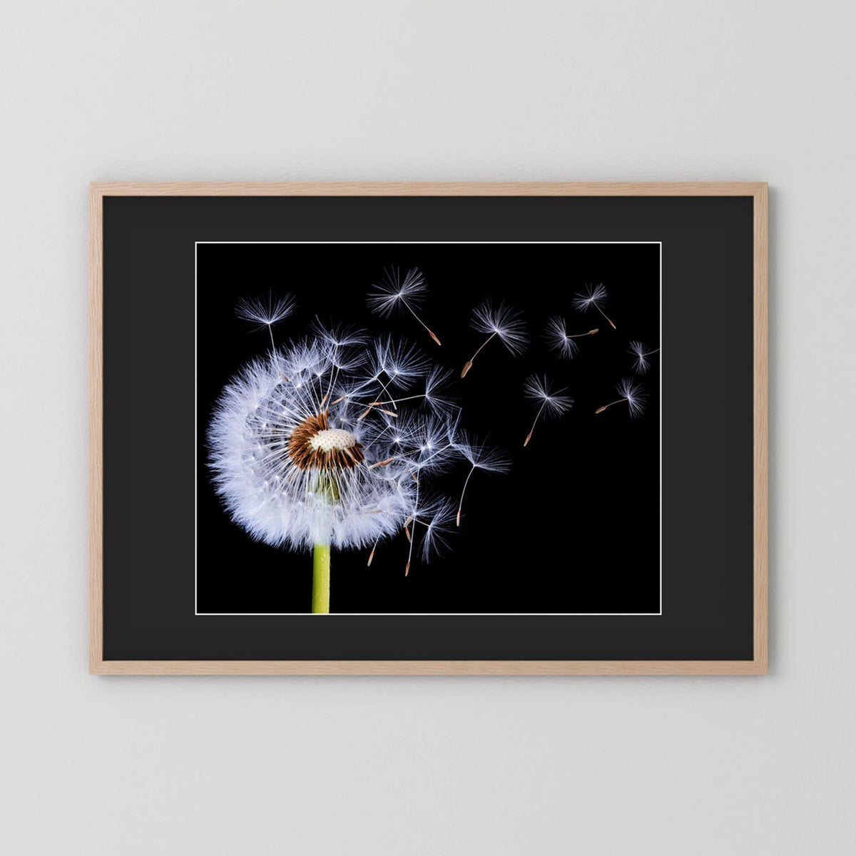 Dandelion Blowing 