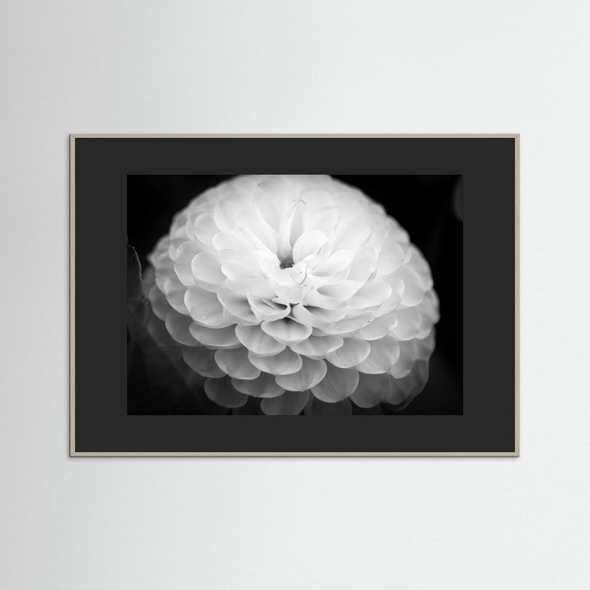Dahlia