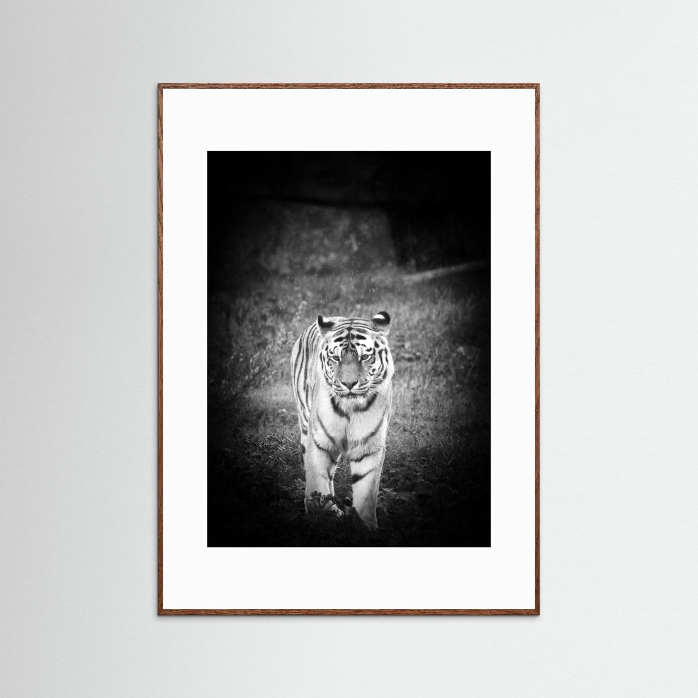 Tiger in rain