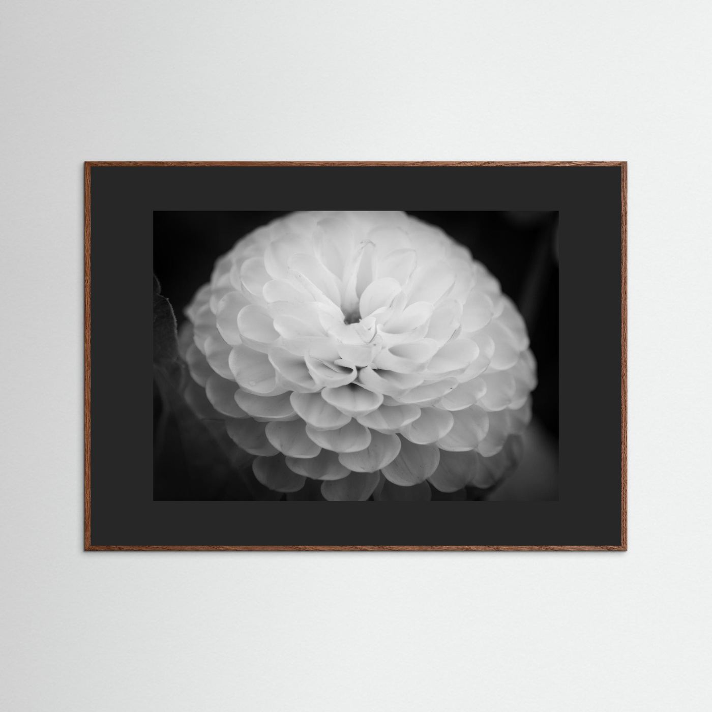 Dahlia