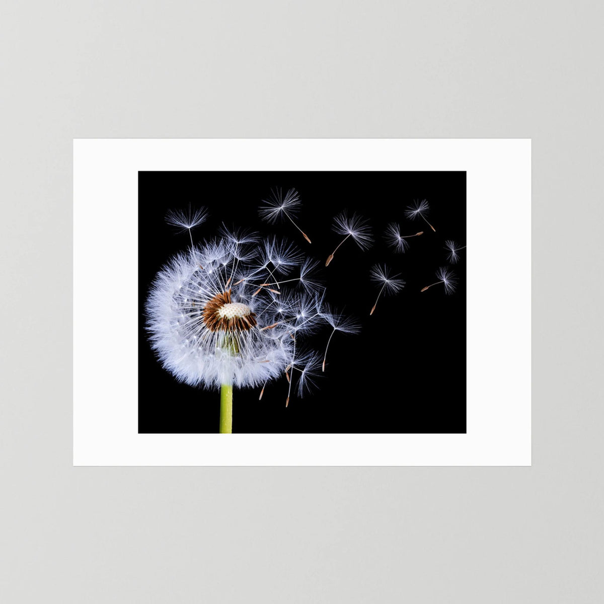 Dandelion Blowing 