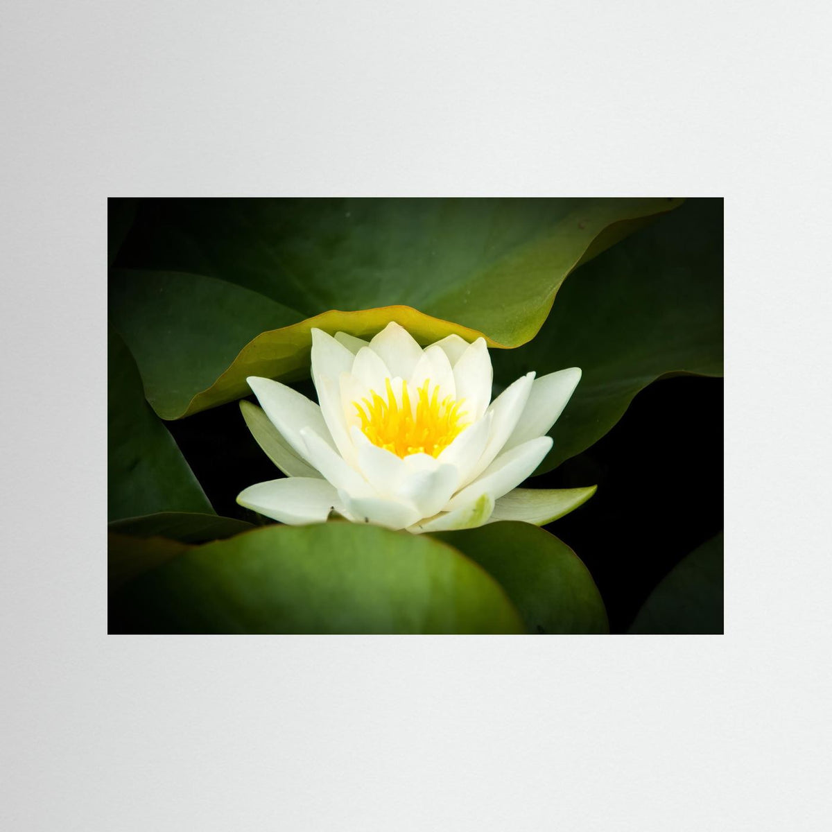 Lotus