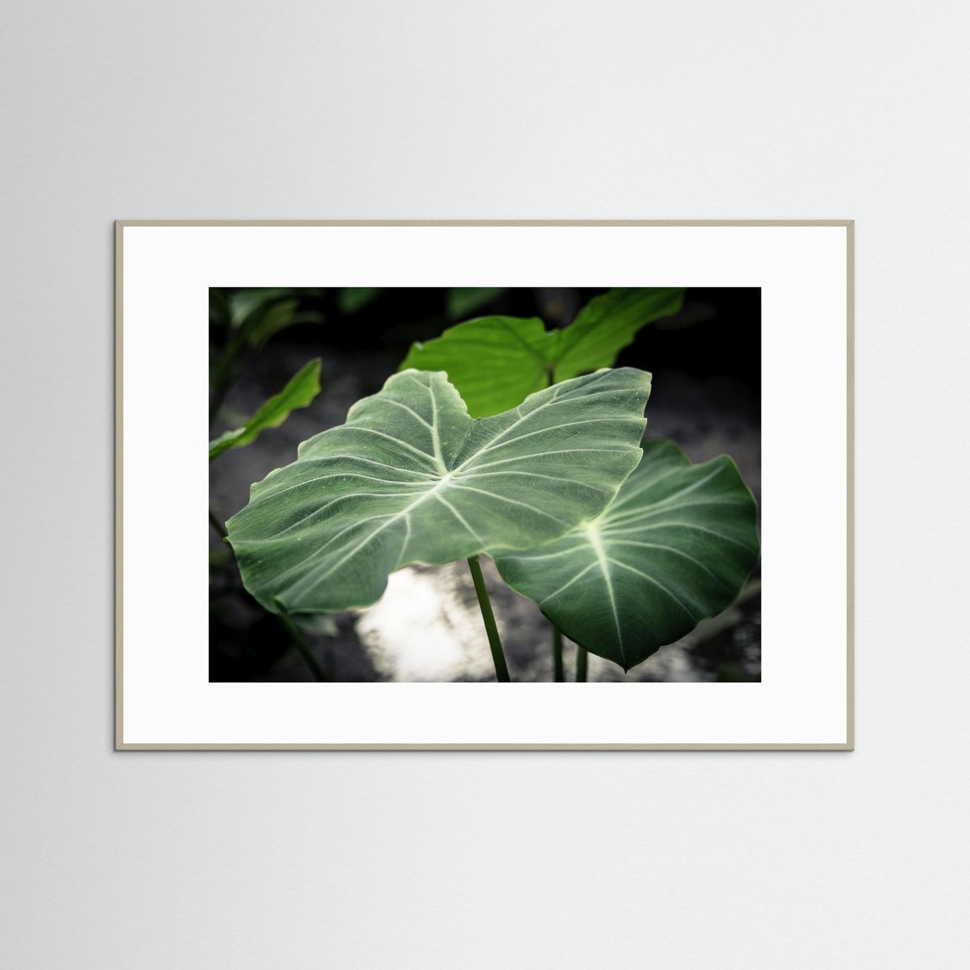 Leaf