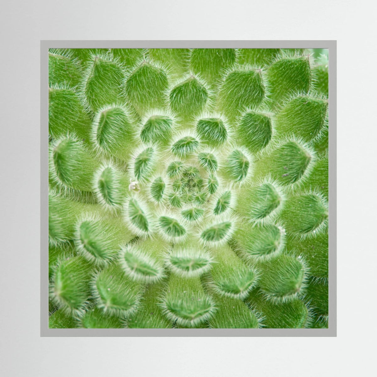 Square Cactus