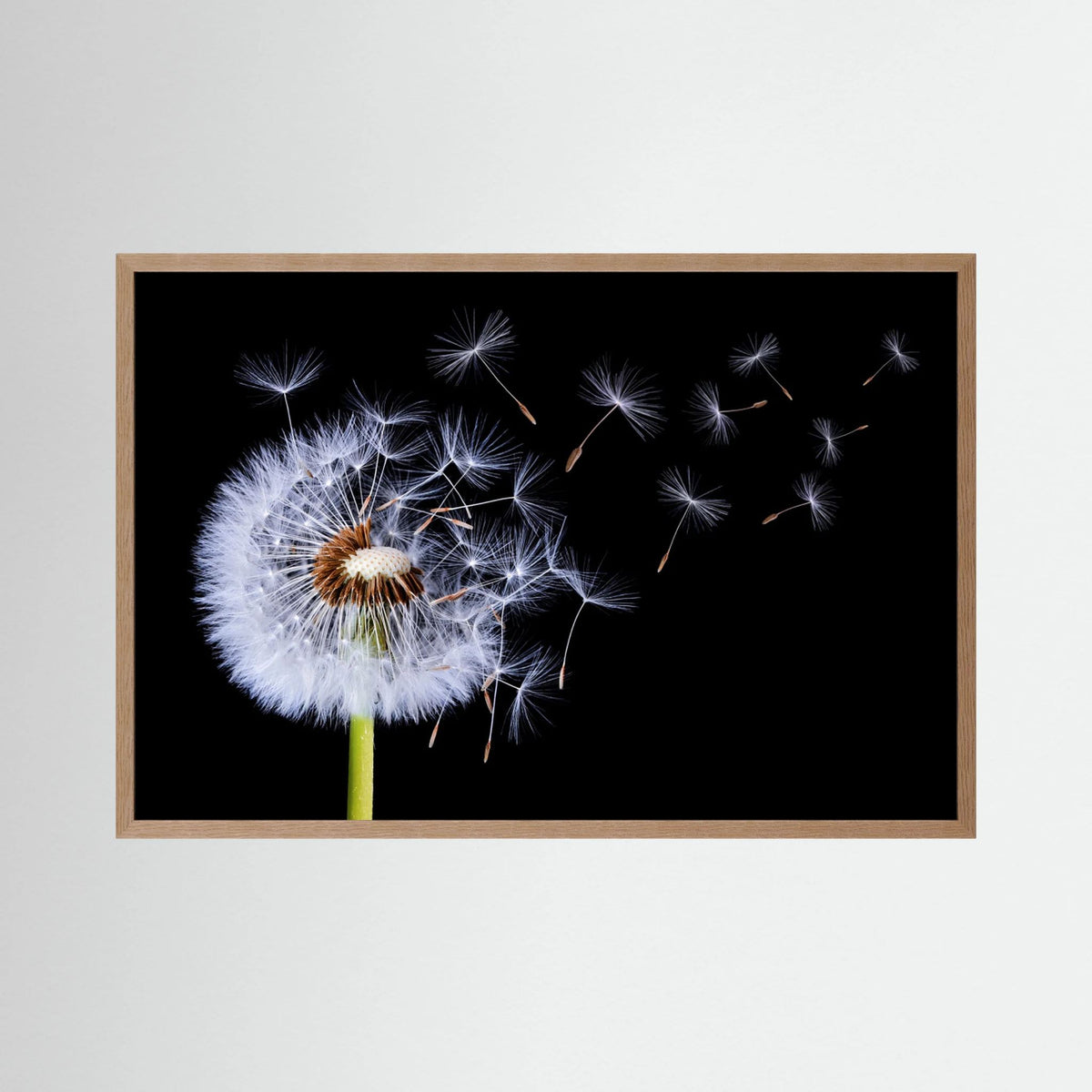 Dandelion Blowing 