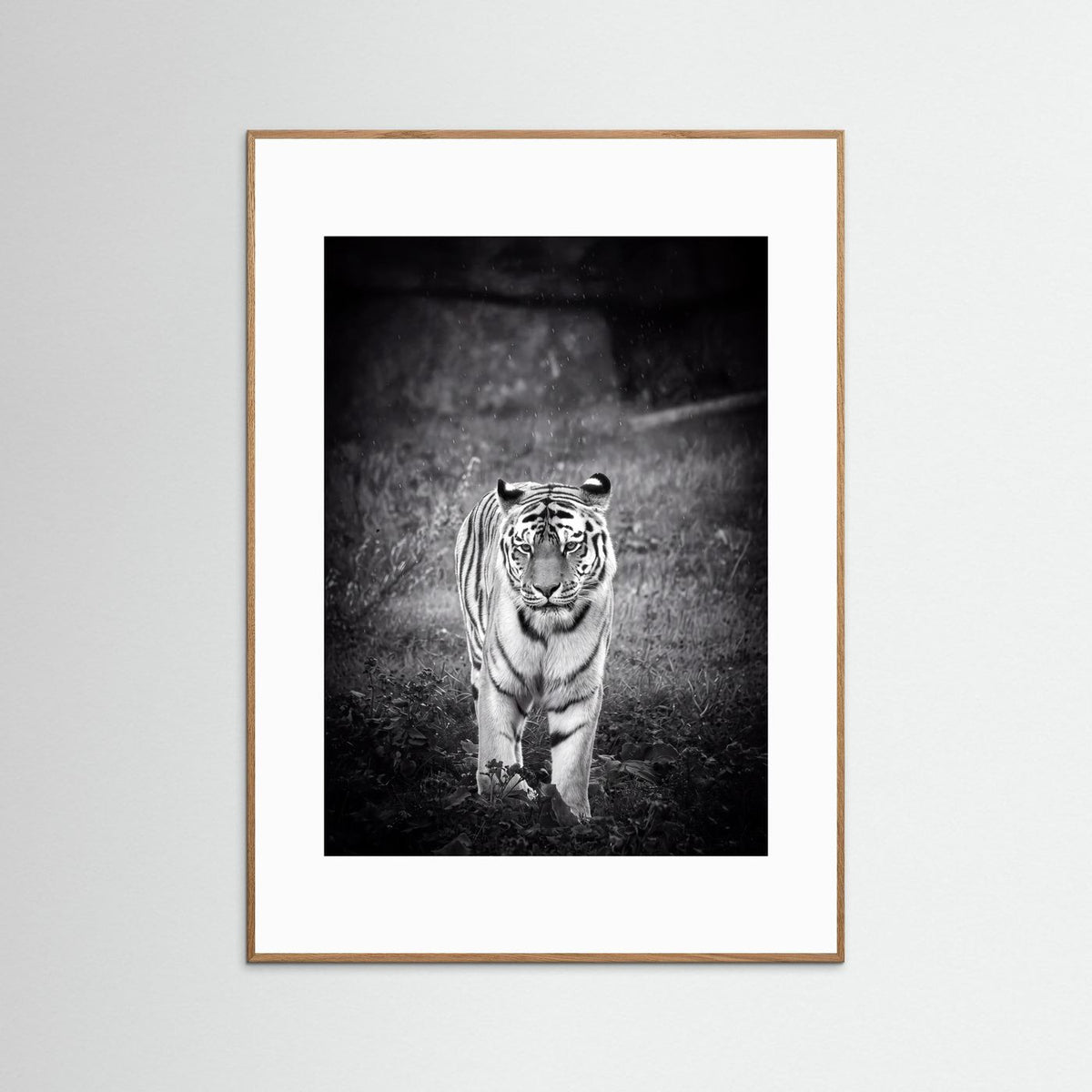 Tiger in Rain