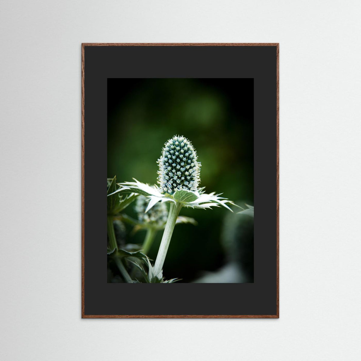 Thistle