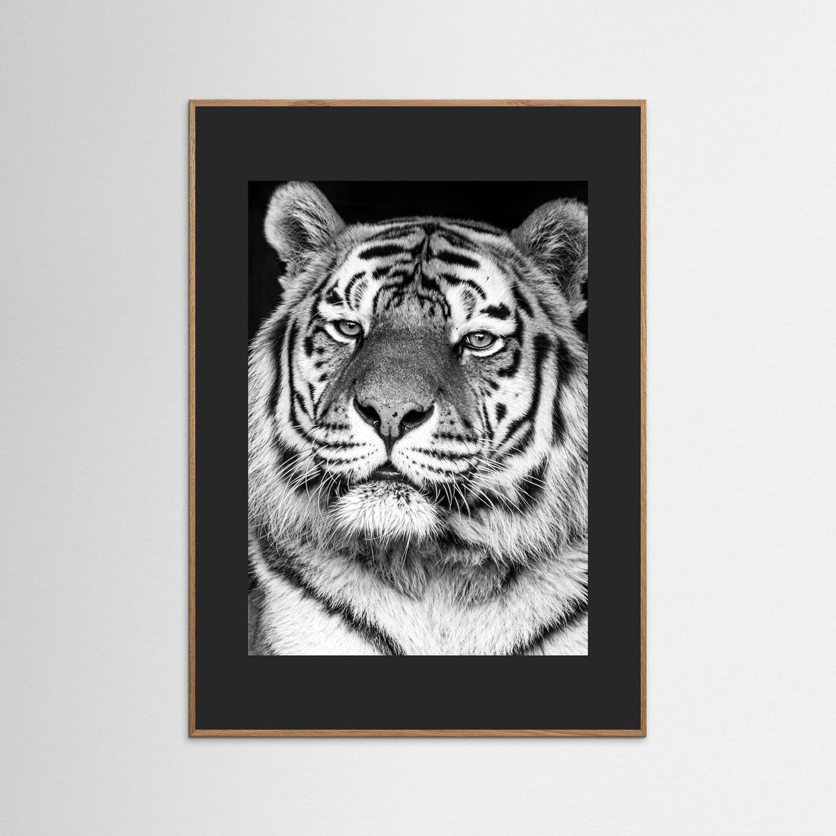 Tiger portrait
