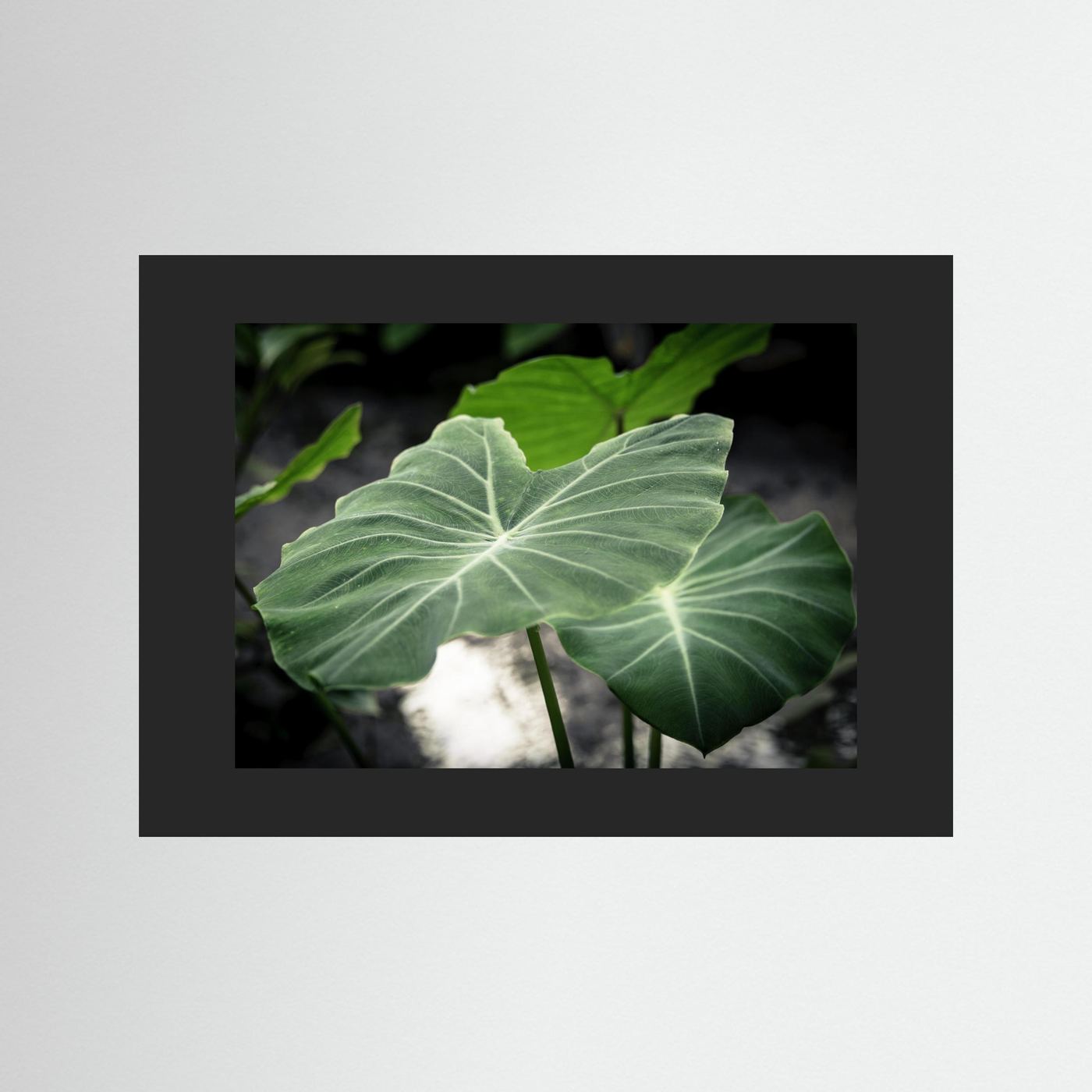 Leaf