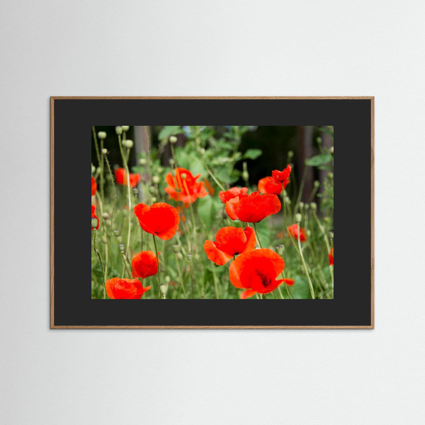 Poppy 