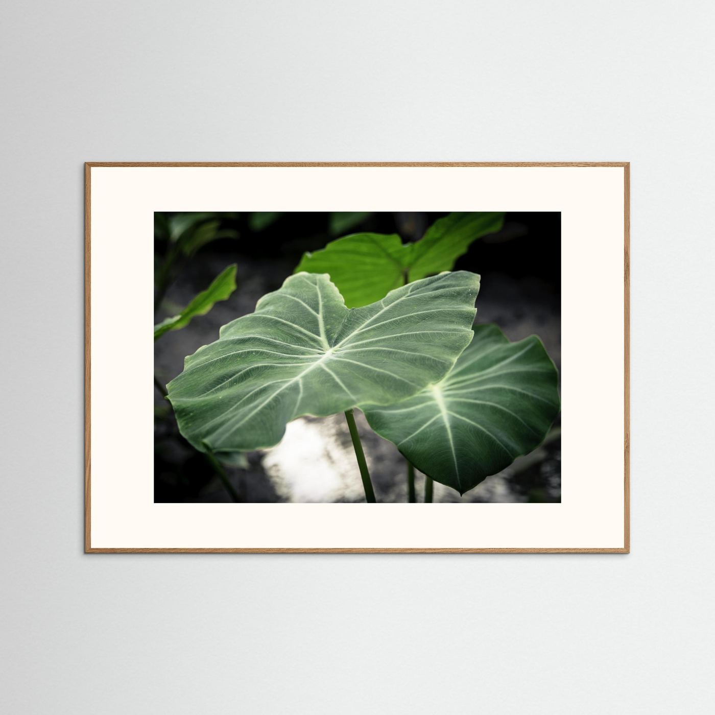 Leaf