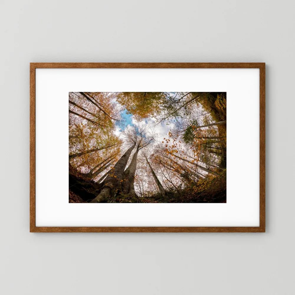 Golden Forest Sky View 