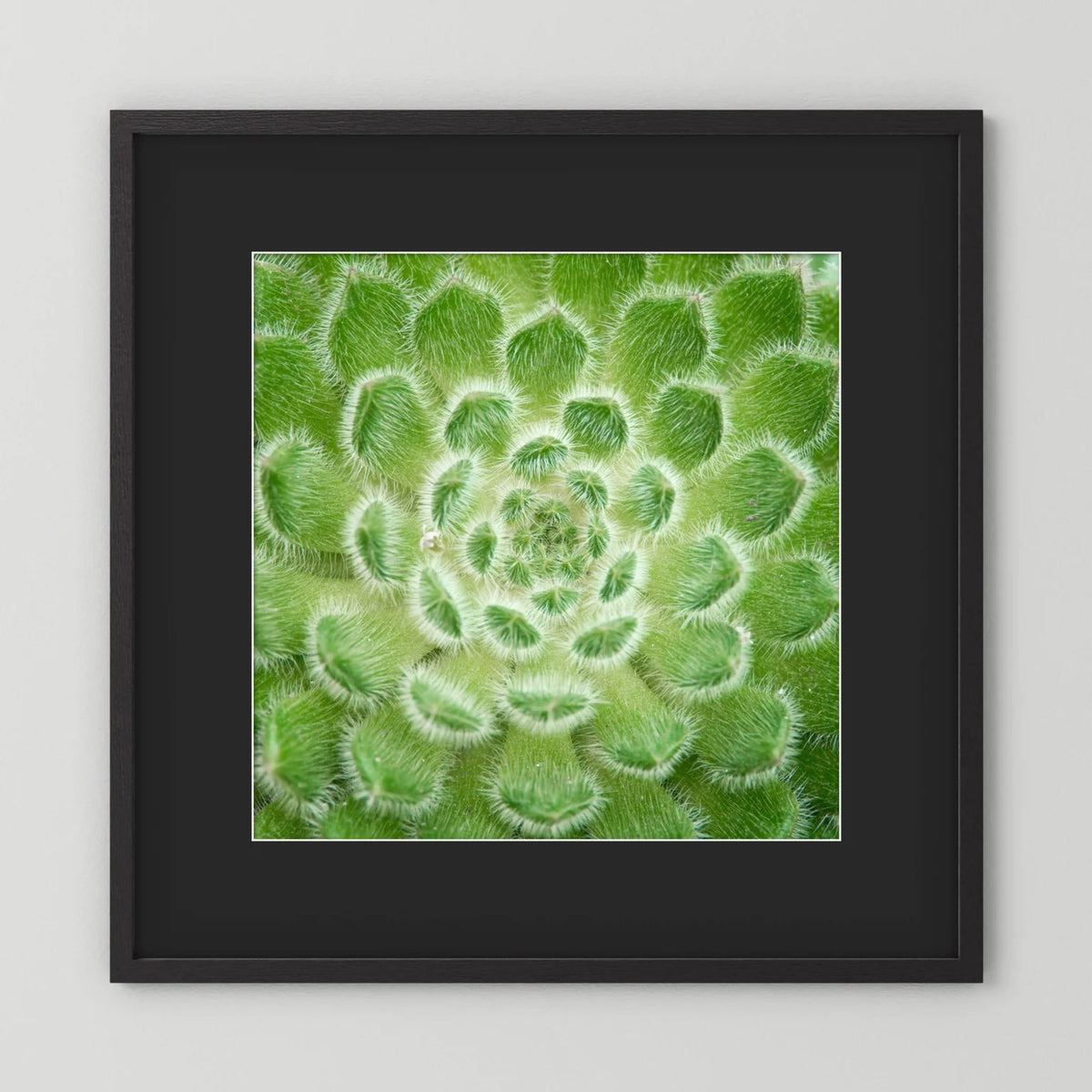 Square Cactus
