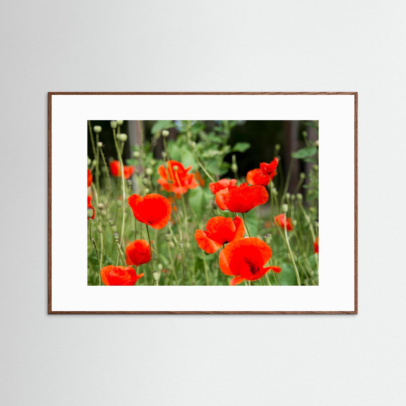 Poppy 