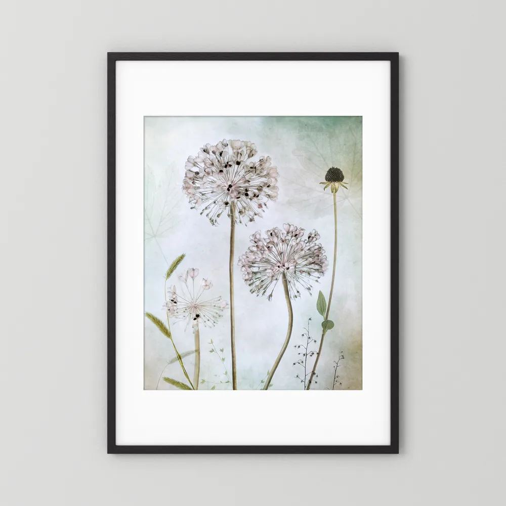 Allium 
