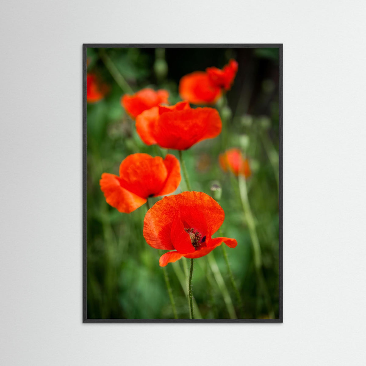 Poppy