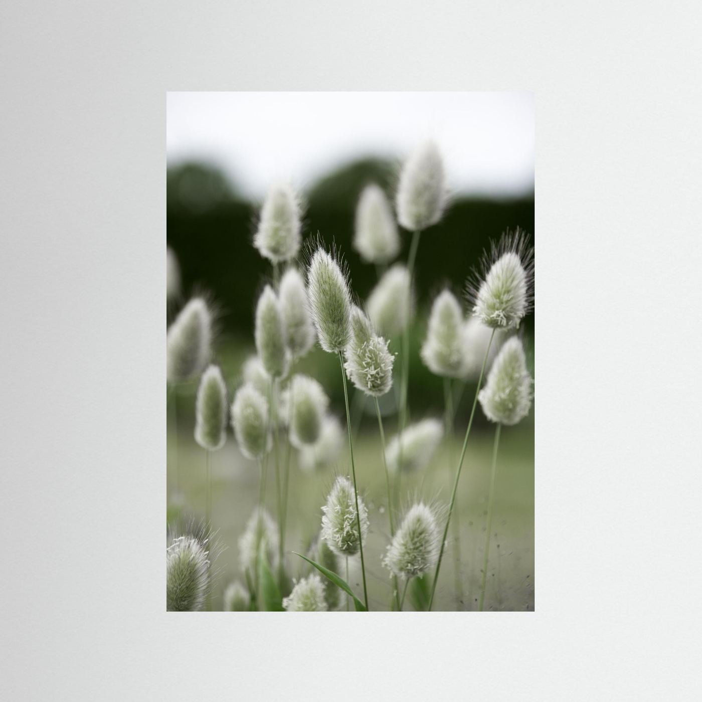 Grass