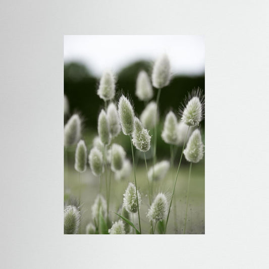 Grass