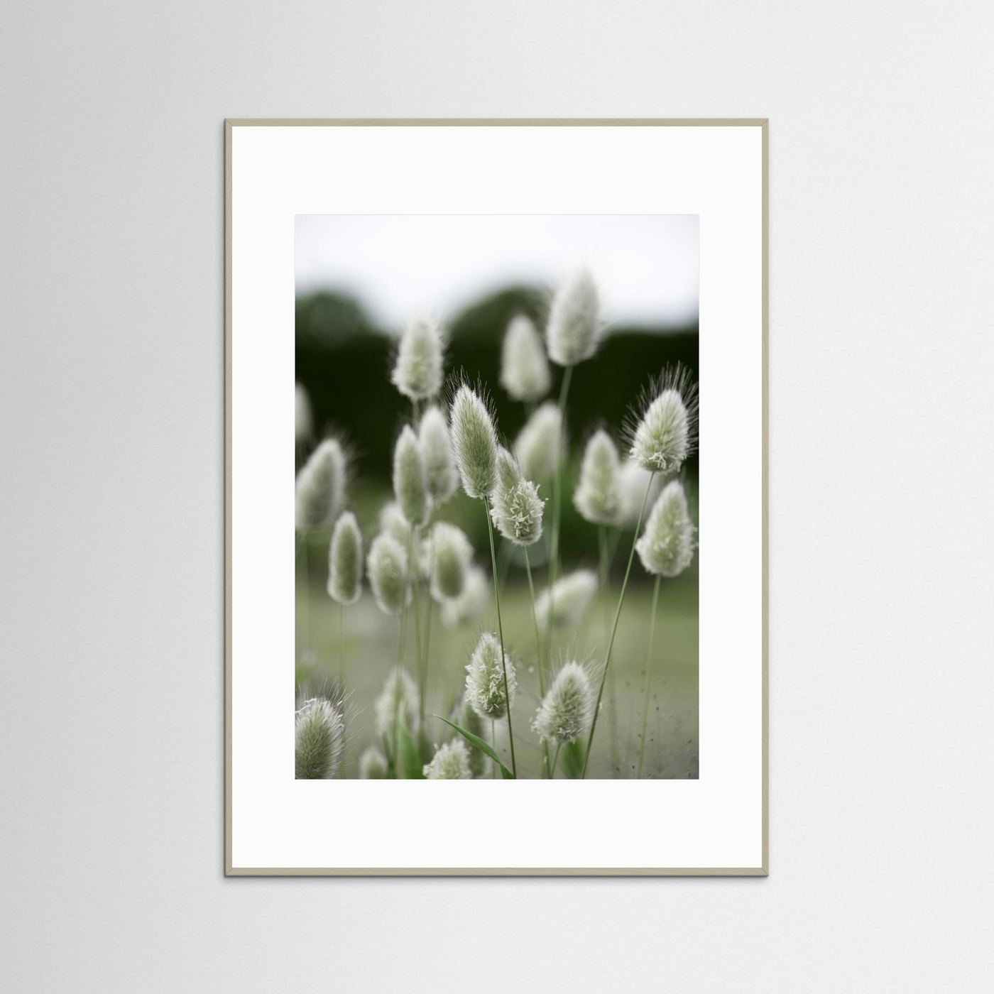 Grass