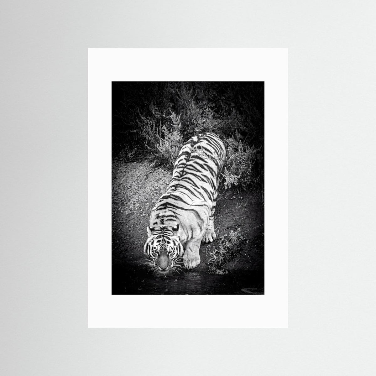 Tiger drinking water