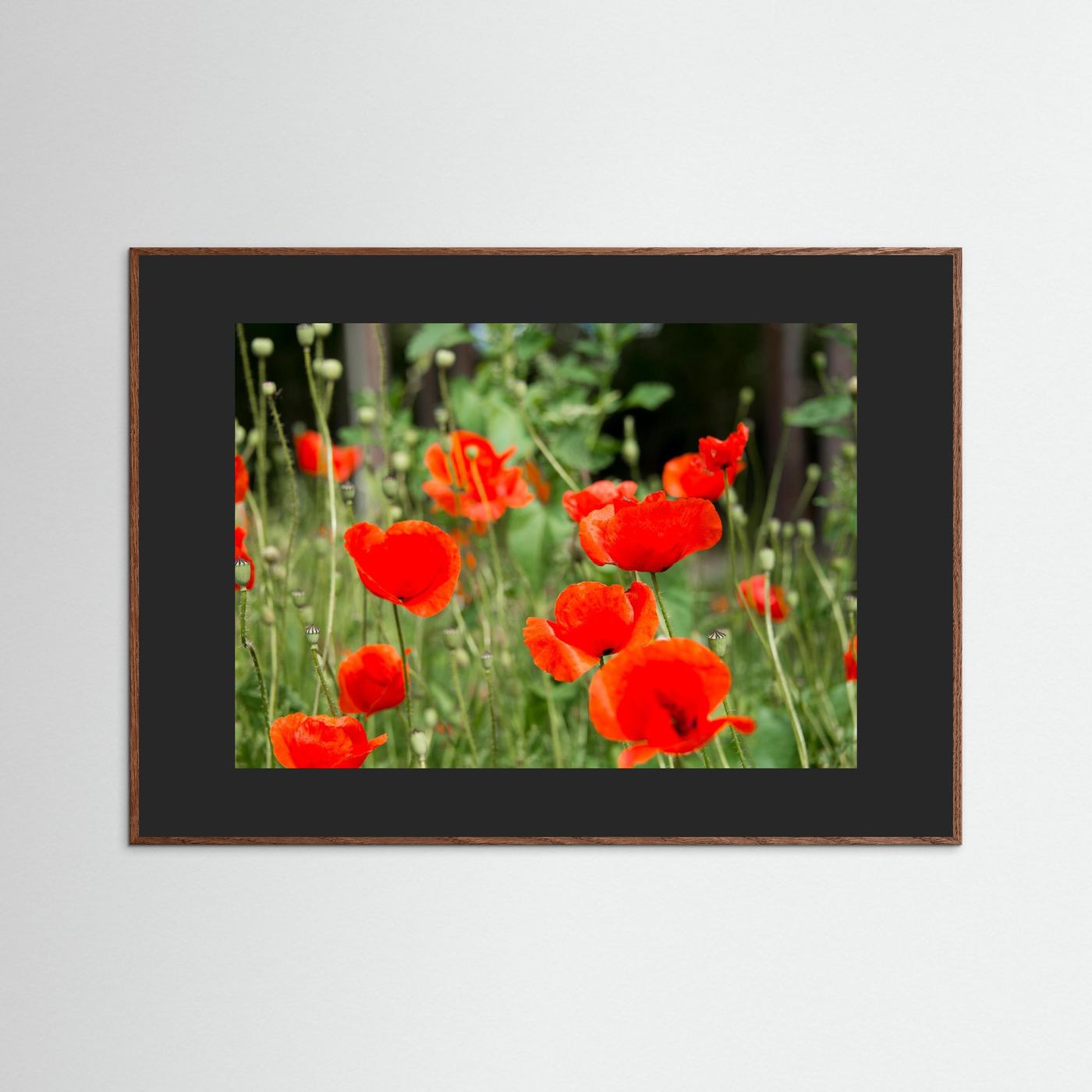 Poppy 