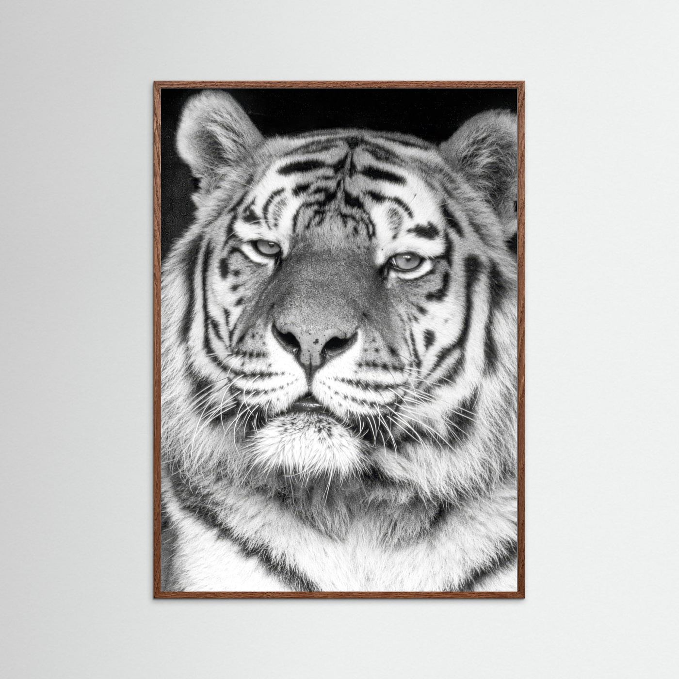 Tiger portrait